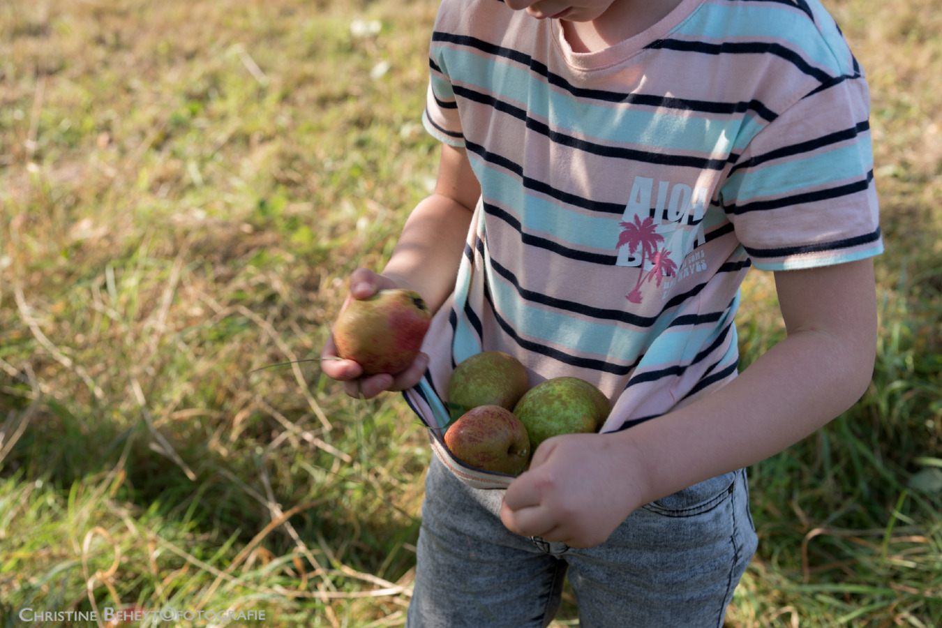 Appelplukdag + fruithub (Ieper)