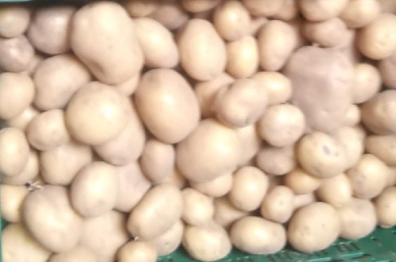 Hoeveverkoop nieuwe bio aardappelen: Gele Twister op 20/09