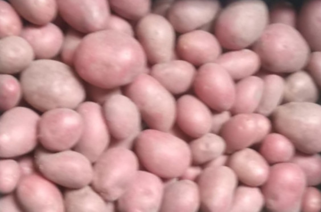 Hoeveverkoop nieuwe bio aardappelen: Rode Alouette op 20/09