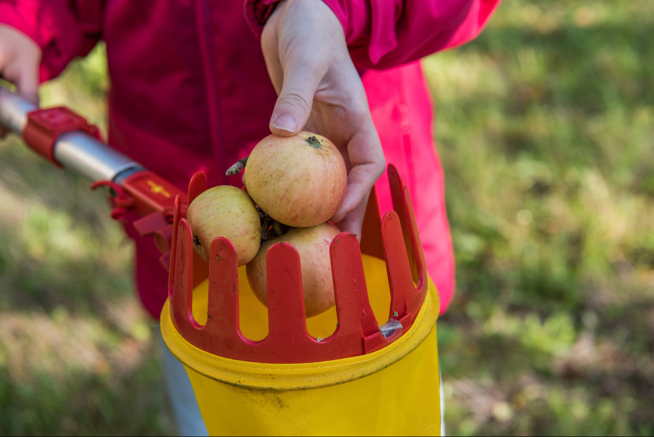 Appelplukdag Poperinge